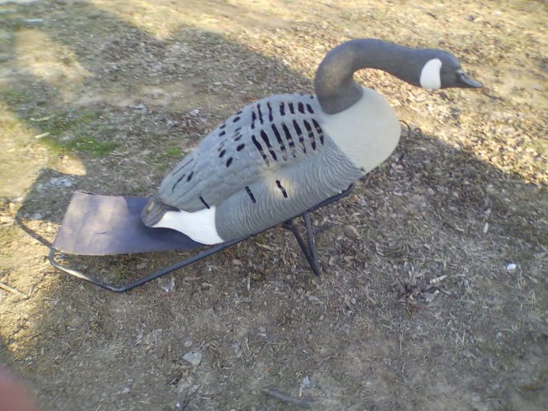 decoys and goose chairs. Duck Hunting Forum